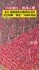 不愧成渝德比！现场视角感受重庆vs成都现场球迷氛围🔥